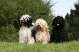 TERRIER DU TIBET 173